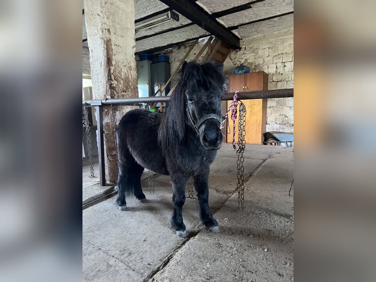 Ponis Shetland Caballo castrado 7 años 85 cm Negro in Kalktohmfeld