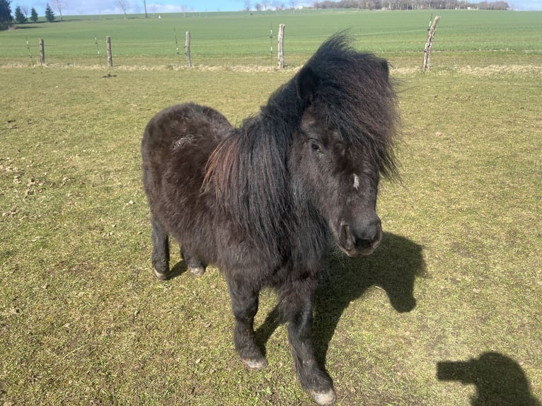 Ponis Shetland Caballo castrado 7 años 85 cm Negro in Kalktohmfeld