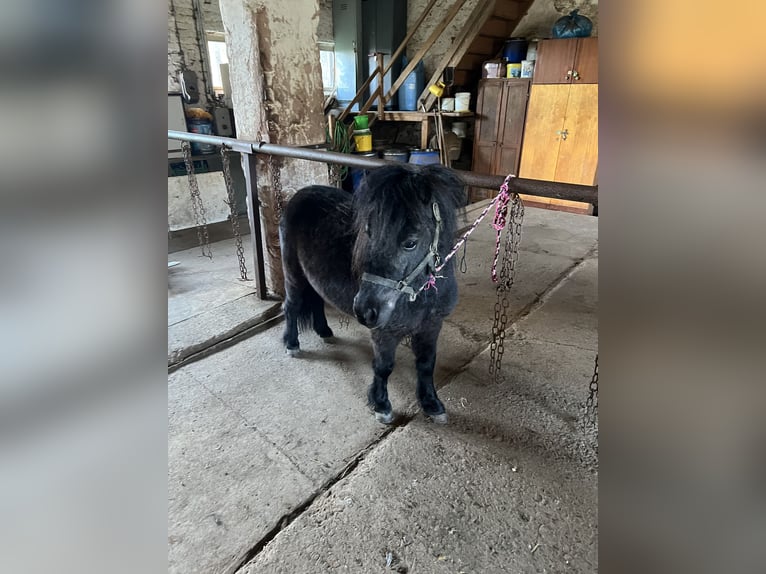 Ponis Shetland Caballo castrado 7 años 85 cm Negro in Kalktohmfeld