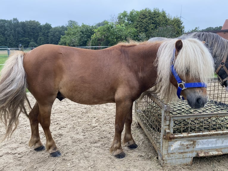 Ponis Shetland Caballo castrado 7 años 90 cm Alazán in Rheine