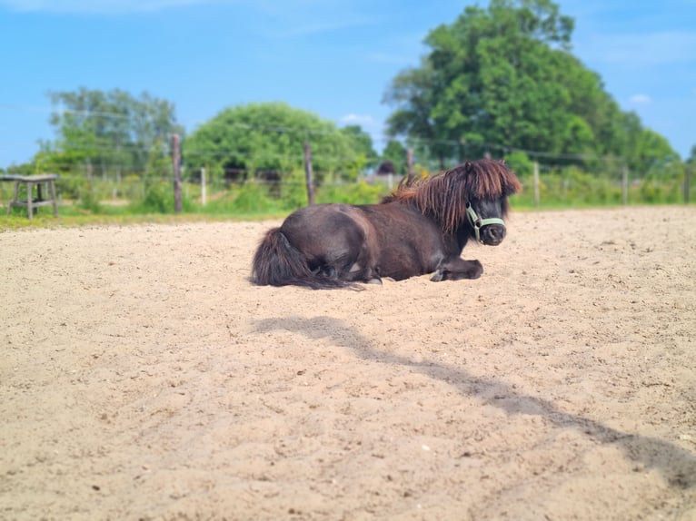 Ponis Shetland Caballo castrado 7 años 90 cm Pío in Apeldoorn