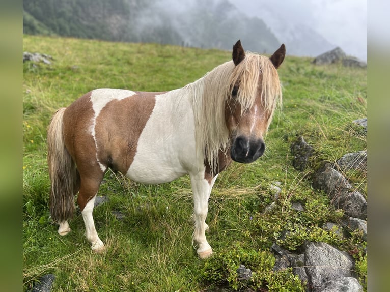 Ponis Shetland Mestizo Caballo castrado 7 años 93 cm in Uttendorf
