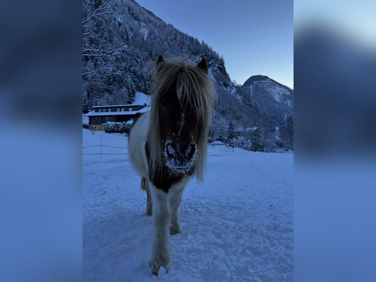 Ponis Shetland Mestizo Caballo castrado 7 años 93 cm in Uttendorf