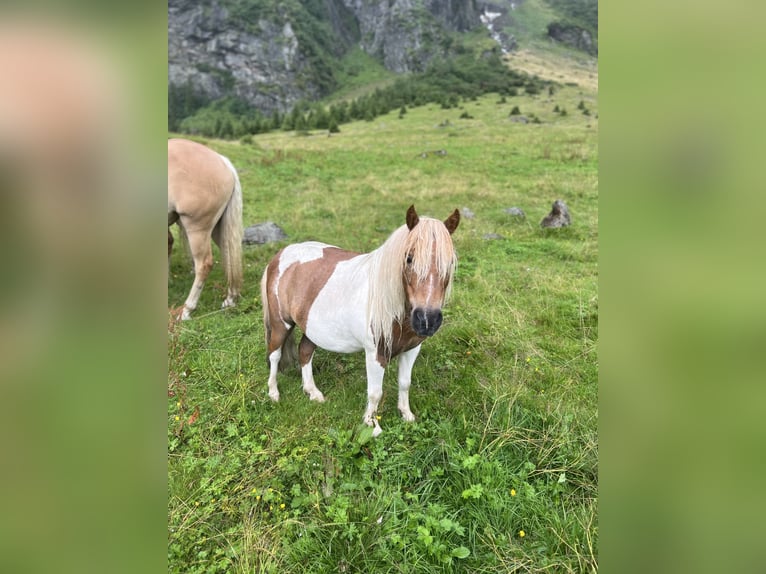 Ponis Shetland Mestizo Caballo castrado 7 años 93 cm in Uttendorf