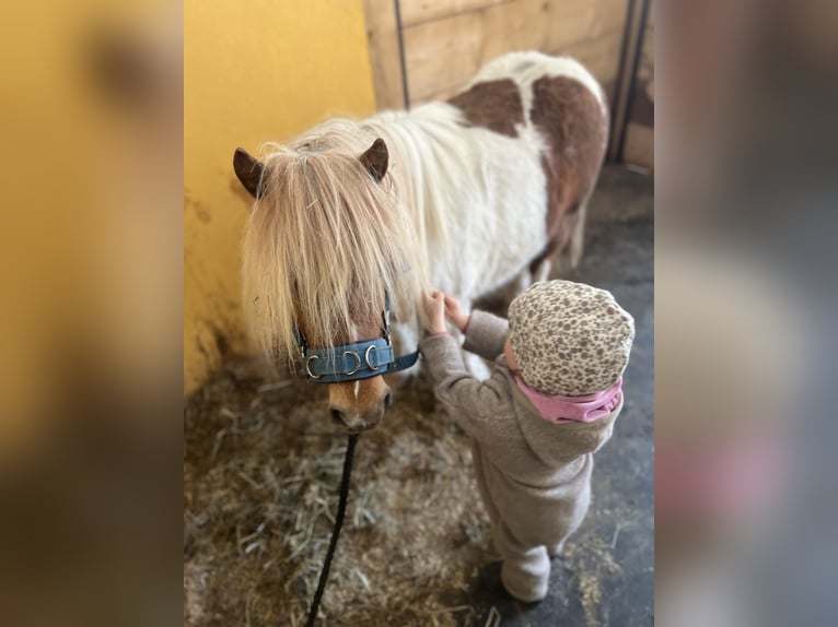 Ponis Shetland Mestizo Caballo castrado 7 años 93 cm in Uttendorf