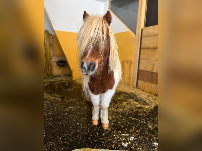 Ponis Shetland Mestizo Caballo castrado 7 años 93 cm in Uttendorf