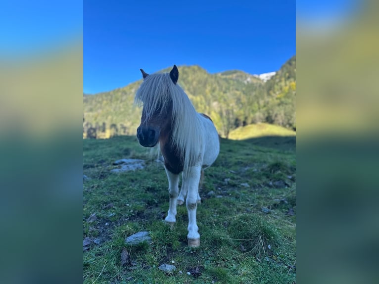 Ponis Shetland Mestizo Caballo castrado 7 años 93 cm in Uttendorf