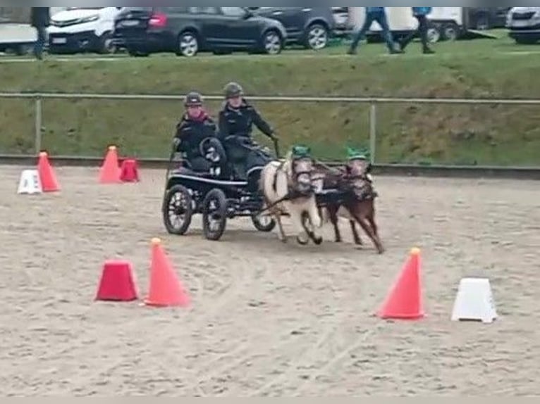 Ponis Shetland Caballo castrado 7 años 94 cm  in Obergröningen
