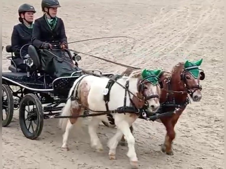 Ponis Shetland Caballo castrado 7 años 94 cm  in Obergröningen