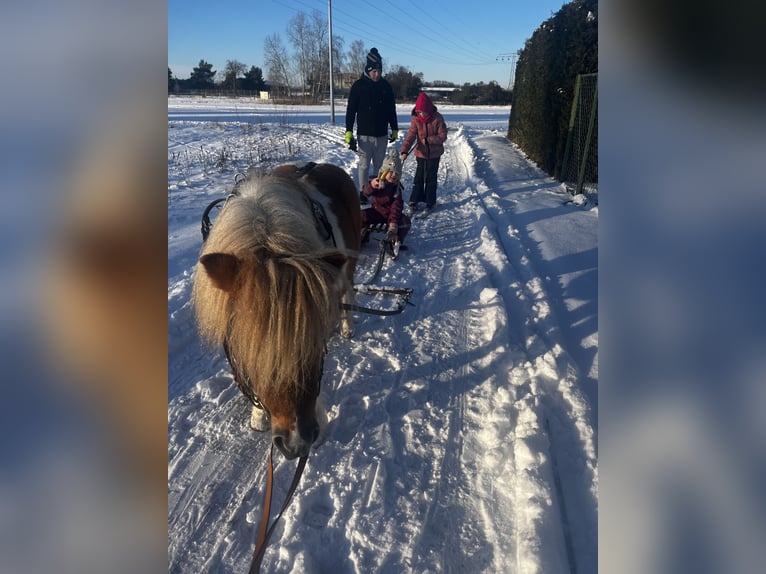 Ponis Shetland Caballo castrado 7 años 94 cm Pío in Neuhausen/Spree