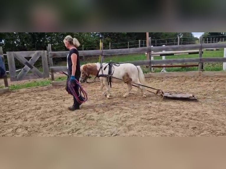 Ponis Shetland Caballo castrado 7 años 95 cm Pío in Obergröningen