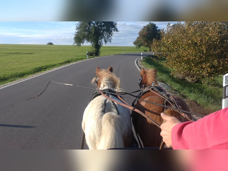 Ponis Shetland Caballo castrado 7 años 95 cm Pío in Obergröningen