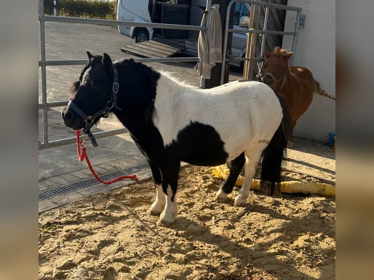 Ponis Shetland Caballo castrado 7 años 96 cm Pío in Daleiden