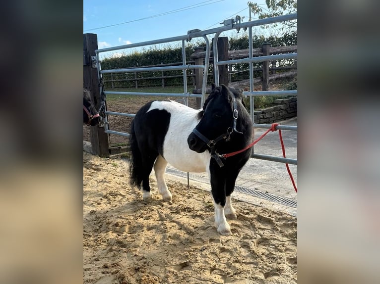 Ponis Shetland Caballo castrado 7 años 96 cm Pío in Daleiden