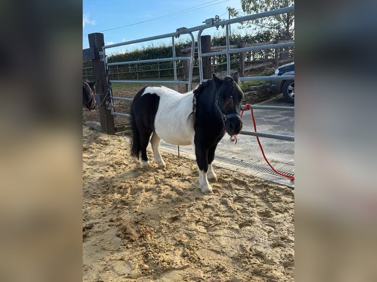 Ponis Shetland Caballo castrado 7 años 96 cm Pío in Daleiden