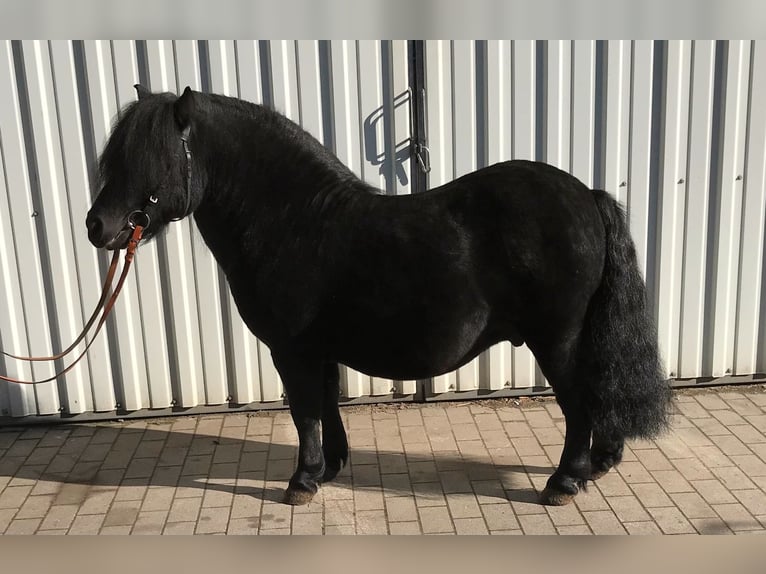 Ponis Shetland Caballo castrado 8 años 105 cm Negro in Süderlügum