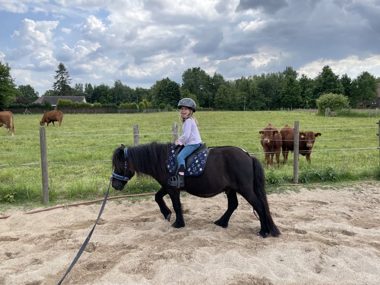 Ponis Shetland Caballo castrado 8 años 105 cm Negro in Langenhagen