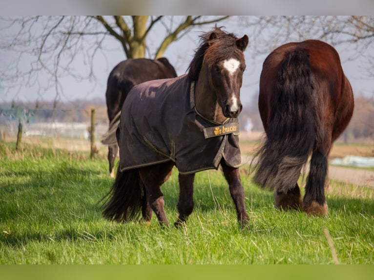 Ponis Shetland Mestizo Caballo castrado 8 años 110 cm Negro in Kessel