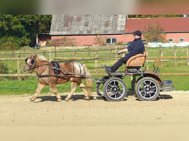 Ponis Shetland Caballo castrado 8 años 113 cm Atigrado/Moteado in Halle