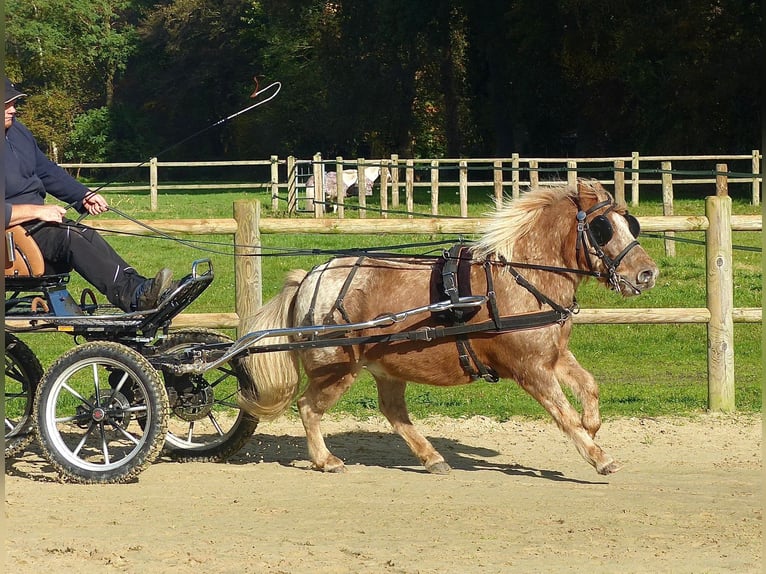 Ponis Shetland Caballo castrado 8 años 113 cm Atigrado/Moteado in Halle