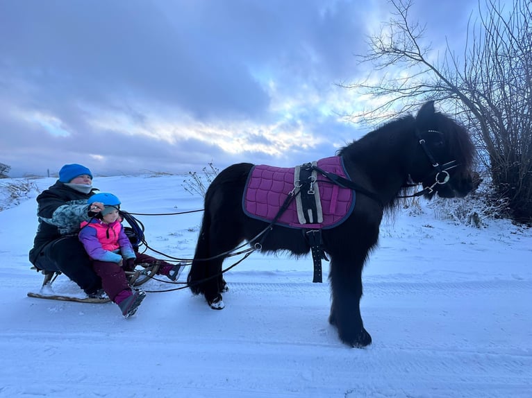 Ponis Shetland Caballo castrado 8 años 115 cm Negro in Paulshof