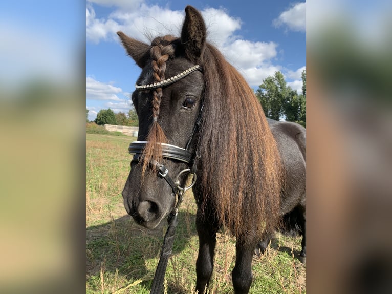 Ponis Shetland Caballo castrado 8 años 115 cm Negro in Paulshof
