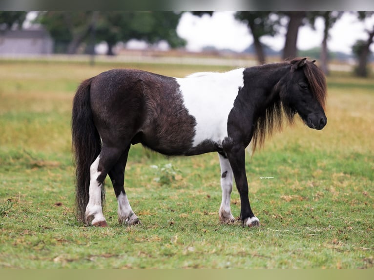 Ponis Shetland Caballo castrado 8 años 89 cm Pío in Weatherford