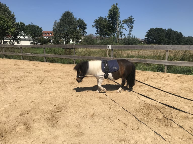 Ponis Shetland Caballo castrado 8 años 92 cm Pío in Flachslanden