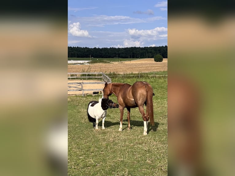 Ponis Shetland Caballo castrado 8 años 92 cm Pío in Flachslanden