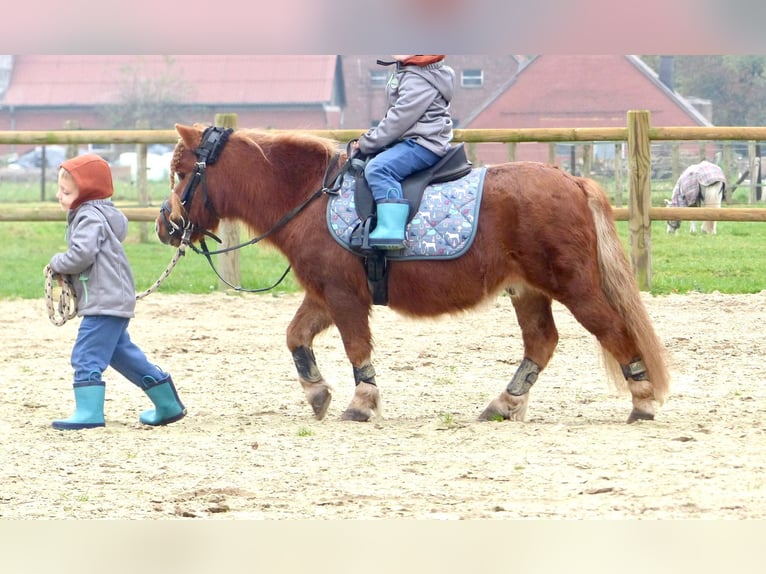 Ponis Shetland Caballo castrado 8 años 94 cm Alazán in Halle