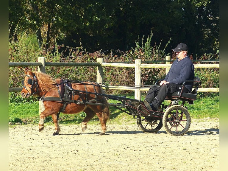 Ponis Shetland Caballo castrado 8 años 94 cm Alazán in Halle