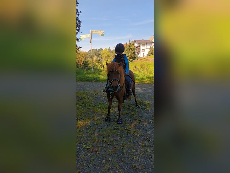 Ponis Shetland Caballo castrado 8 años Alazán in Schöffengrund