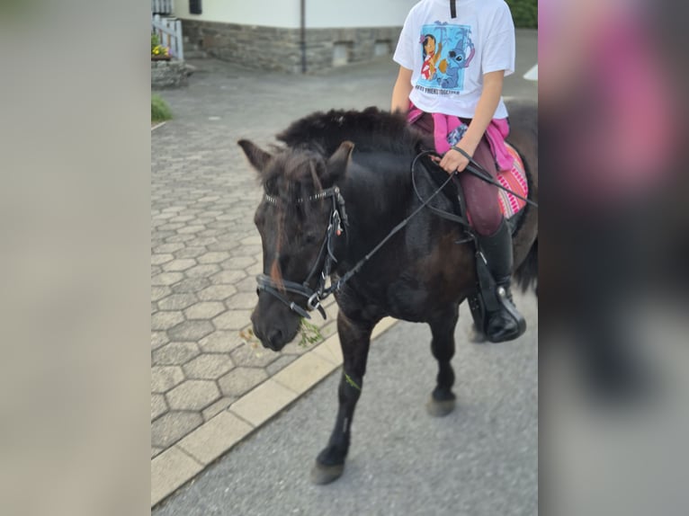 Ponis Shetland Caballo castrado 9 años 100 cm Negro in Eslohe