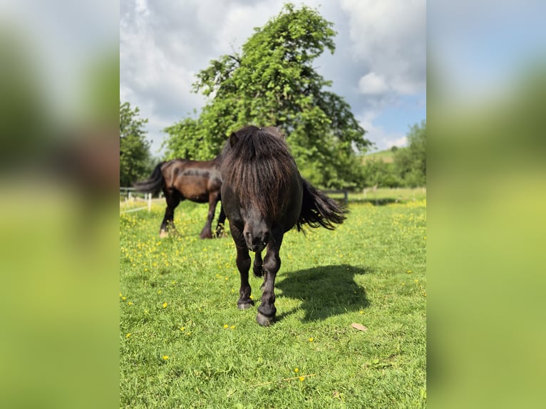 Ponis Shetland Caballo castrado 9 años 100 cm Negro in Eslohe