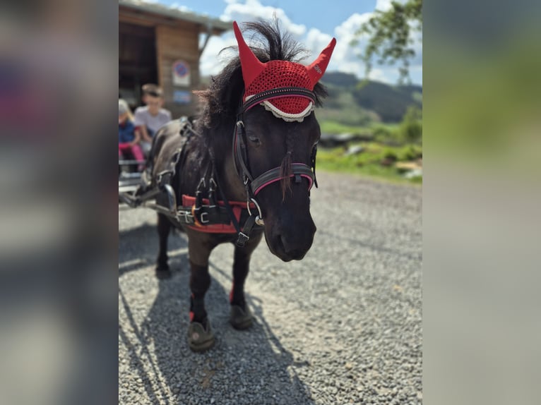 Ponis Shetland Caballo castrado 9 años 100 cm Negro in Eslohe