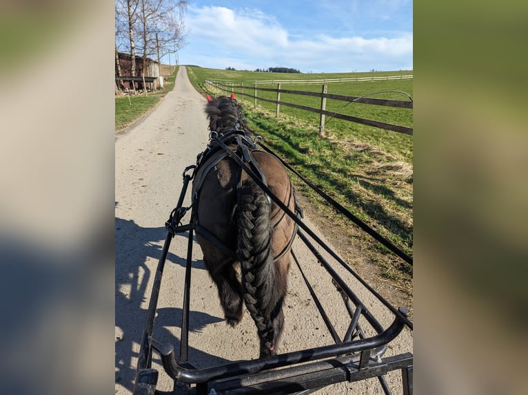 Ponis Shetland Caballo castrado 9 años 100 cm Negro in Eslohe