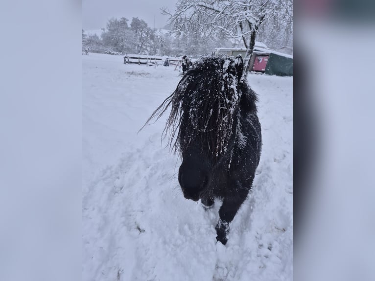 Ponis Shetland Caballo castrado 9 años 100 cm Negro in Eslohe