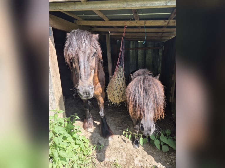 Ponis Shetland Caballo castrado 9 años 100 cm Negro in Eslohe