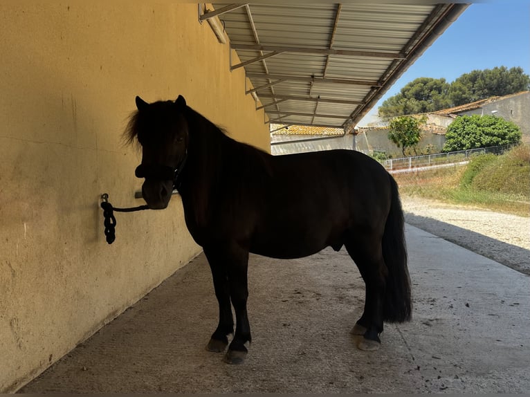 Ponis Shetland Caballo castrado 9 años 104 cm Negro in Saint-Martin-de-Crau