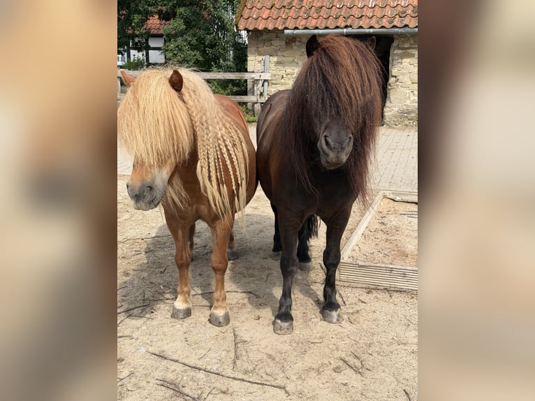 Ponis Shetland Caballo castrado 9 años 105 cm Negro in Osnabrück