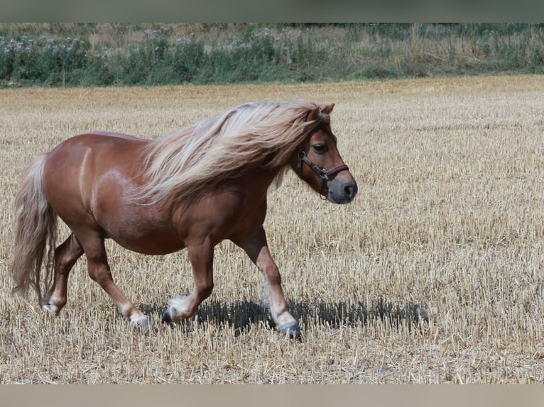 Ponis Shetland Caballo castrado 9 años 105 cm Negro in Osnabrück