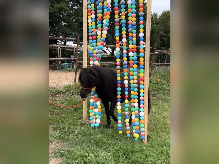 Ponis Shetland Caballo castrado 9 años 105 cm Negro in Osnabrück