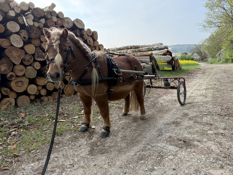 Ponis Shetland Caballo castrado 9 años 105 cm Negro in Osnabrück