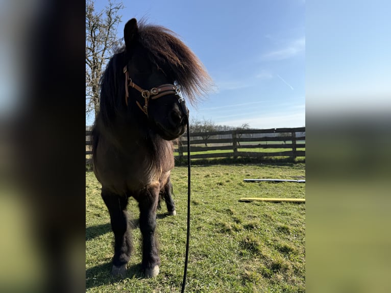 Ponis Shetland Caballo castrado 9 años 105 cm Negro in Osnabrück