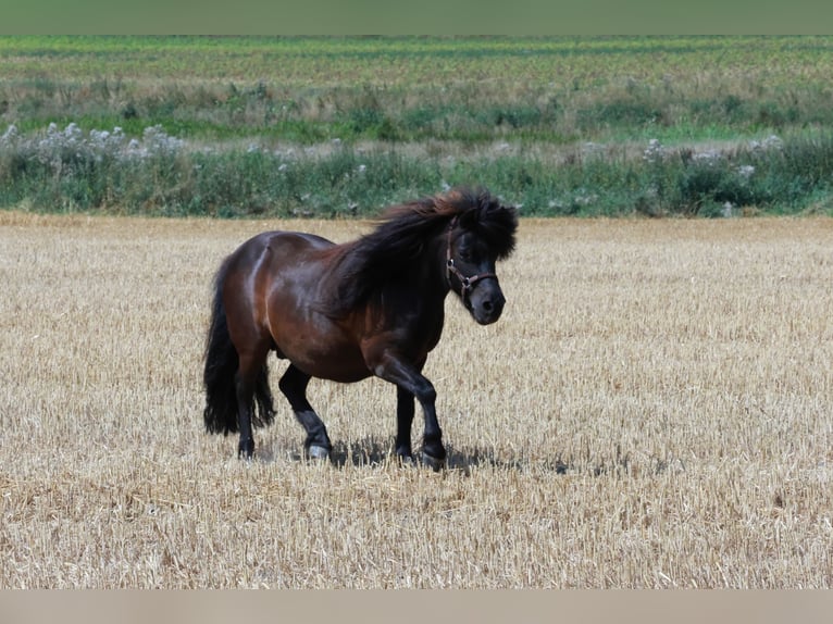 Ponis Shetland Caballo castrado 9 años 105 cm Negro in Osnabrück