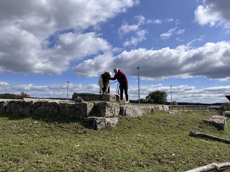 Ponis Shetland Caballo castrado 9 años 90 cm Pío in Flachslanden