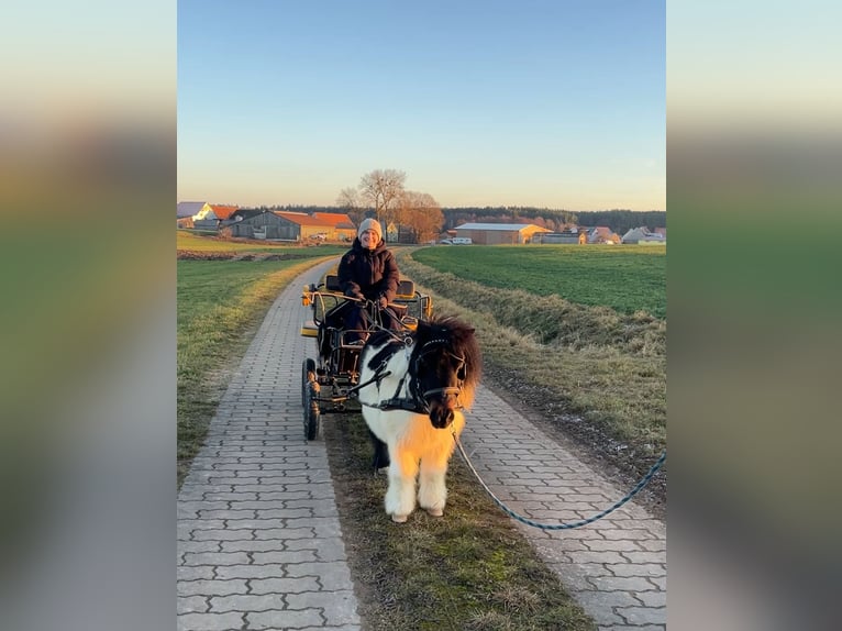 Ponis Shetland Caballo castrado 9 años 90 cm Pío in Flachslanden