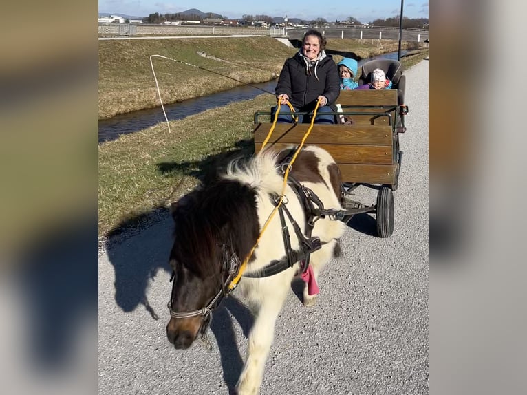 Ponis Shetland Caballo castrado 9 años 95 cm Pío in Salzburg