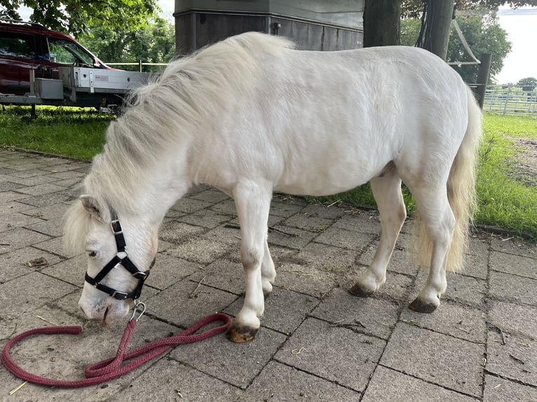 Ponis Shetland Caballo castrado 9 años Tordo in Halle
