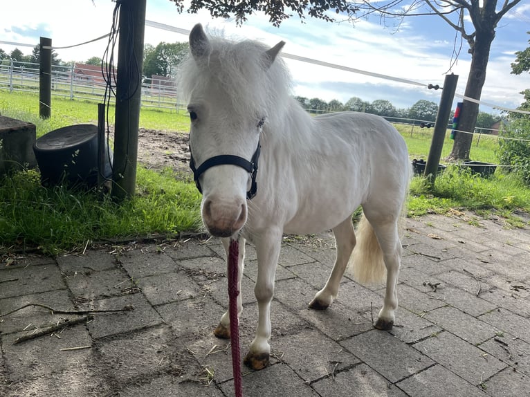 Ponis Shetland Caballo castrado 9 años Tordo in Halle